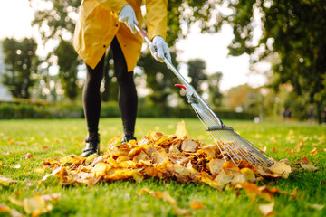 Removal of leaves in the autumn garden. Rake and pile of fallen leaves on lawn in autumn park. Volunteering, cleaning, and ecology concept. 