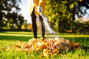 Removal of leaves in the autumn garden. Rake and pile of fallen leaves on lawn in autumn park....