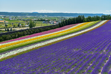 日本で咲いている美しいラベンダーの絶景