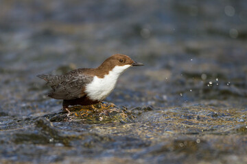 Wasseramsel (Cinclus cinclus)