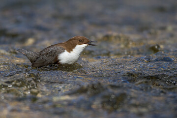 Wasseramsel (Cinclus cinclus)
