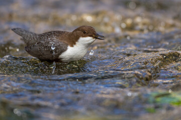 Wasseramsel (Cinclus cinclus)