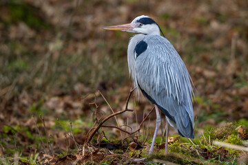 Graureiher (Ardea cinerea)