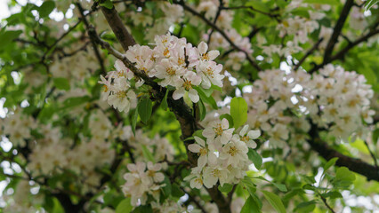 flowering apple tree close-up in the apple orchard. bright sun, hard light. beautiful multi-colored flowers on the branches of a tree. beginning of the gardening season, organic farming, fruiting