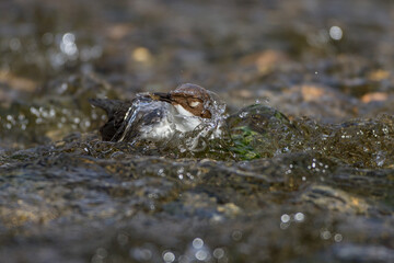 Wasseramsel (Cinclus cinclus)