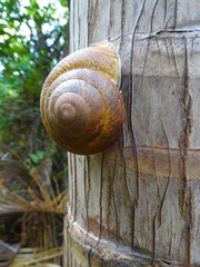Seychelles, snail on the trunk of a sea coconut
