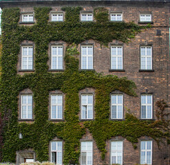 Windows of Wawel Castle in Krakow, Poland. Green and ivy growing on the facade of a brick building in the Wawel castle