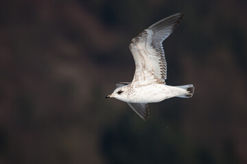 Sturmmöwe (Larus canus)