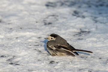 Bachstelze (Motacilla alba)