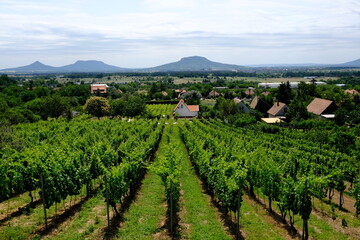Fototapeta na wymiar green vineyard with hills