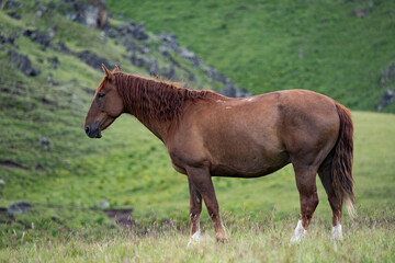 Obraz premium Horse on nature. Portrait of a horse, brown horse