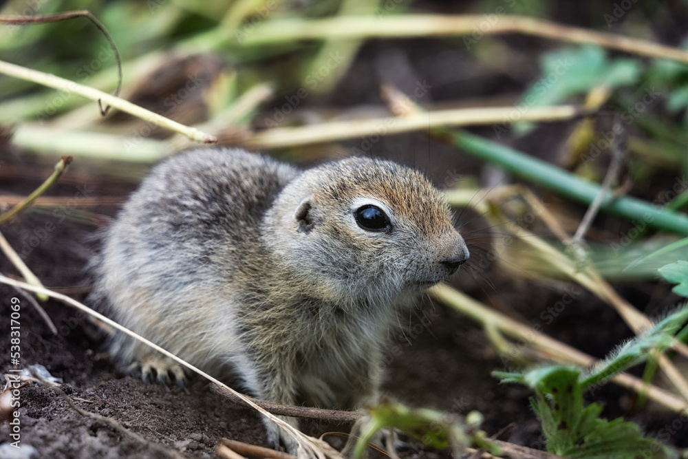 Canvas Prints a charming gopher looks straight into the camera. forelegs are folded at the chest. portrait of a wi