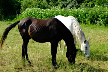 grazing horses in the meadow