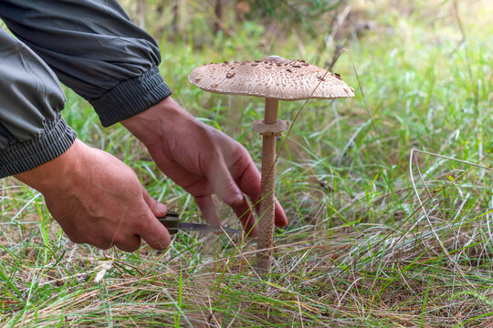 Umbrella mushroom grows in the forest.Macrolepiota procera.Mushroom picker harvests.Selective focus