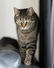Vertical shot of a striped cat (Felis catus) with green eyes © Andy-27/Wirestock Creators