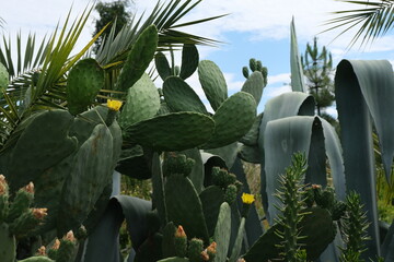 flowering cactus in a garden
