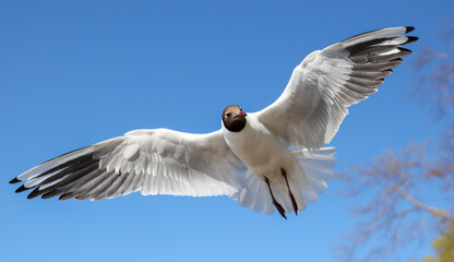 Portrait of a seagull in flight against the sky.