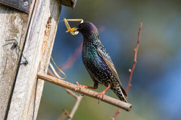Star (Sturnus vulgaris)