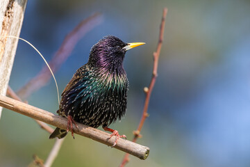 Star (Sturnus vulgaris)