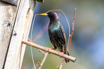 Star (Sturnus vulgaris)