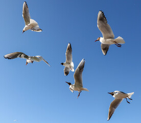 A flock of seagulls in flight against a sky.