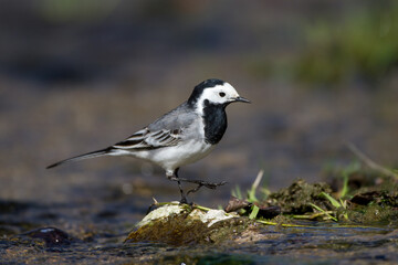 Bachstelze (Motacilla alba)