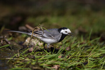 Bachstelze (Motacilla alba)