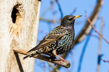 Star (Sturnus vulgaris)