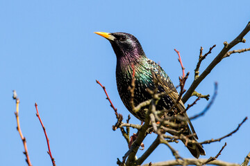 Star (Sturnus vulgaris)
