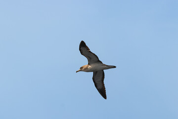 Bird flying high with spread wings from underneath. Cory's Shearwater (Calonectris diomedea) are common on the canary islands.
