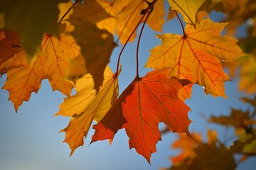 Autumn. Beautiful colorful leaves on trees in autumn time. Natural seasonal color background for fall.