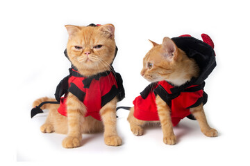 Fototapeta premium Two little cats wearing devil costume for halloween.