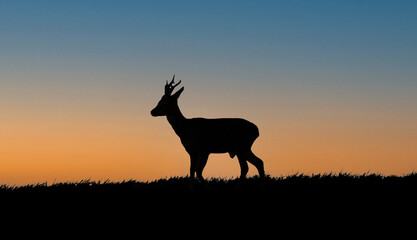 Roe Deer buck silhouette at sunset 