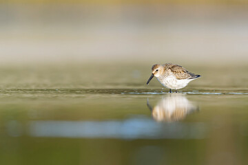 Dunlin (Calidris alpina) foraging during fall migration on the beach.