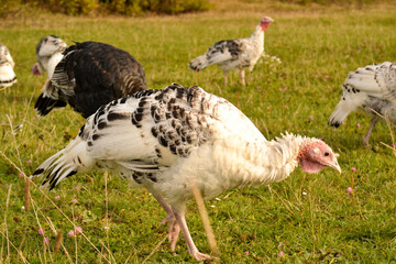 Turkeys walk on the grass in a green meadow in a pasture. Turkey on the farmyard. Thanksgiving day symbol.