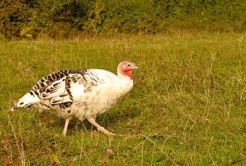Turkeys walk on the grass in a green meadow in a pasture. Turkey on the farmyard. Thanksgiving day symbol.