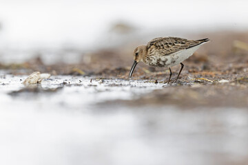 Dunlin (Calidris alpina) foraging during fall migration on the beach.