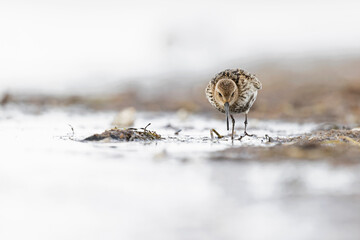 Dunlin (Calidris alpina) foraging during fall migration on the beach.