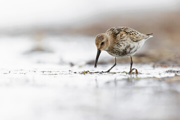 Dunlin (Calidris alpina) foraging during fall migration on the beach.