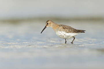 Dunlin (Calidris alpina) foraging during fall migration on the beach.