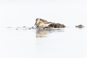 Dunlin (Calidris alpina) foraging during fall migration on the beach.