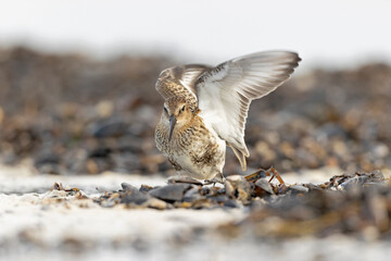 Dunlin (Calidris alpina) foraging during fall migration on the beach.