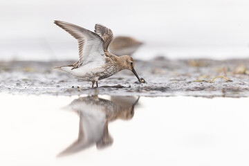 Dunlin (Calidris alpina) foraging during fall migration on the beach.