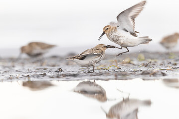 Dunlin (Calidris alpina) foraging during fall migration on the beach.
