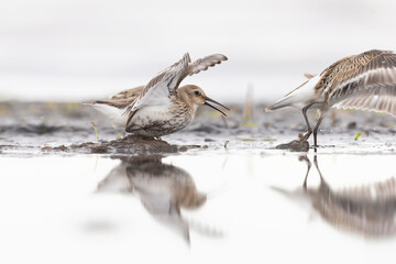 Dunlin (Calidris alpina) foraging during fall migration on the beach.