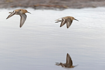 A dunlin (Calidris alpina) in flight during fall migration on the beach.