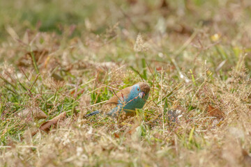 Blue Waxbill or Southern Cordonbleu - Uraeginthus angolensis also known as a blue-breasted waxbill, blue-cheeked or Angola cordon-bleu, species of estrildid finch found in Southern Africa.