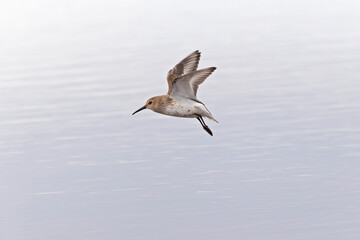 A dunlin (Calidris alpina) in flight during fall migration on the beach.