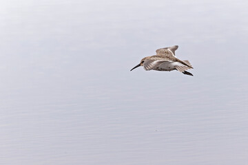 Fototapeta na wymiar A dunlin (Calidris alpina) in flight during fall migration on the beach.
