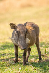A warthog (Phacochoerus africanus) grazing, Sabi Sands Game Reserve, South Africa.